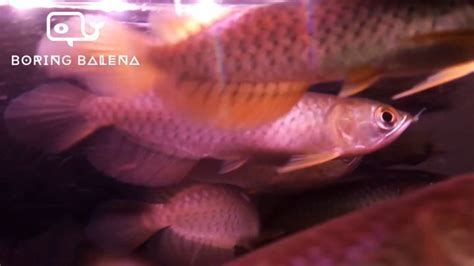 BRBN Banjar Red Arowana - Arowana Fish - Ikan Kelisa - Aquarium Freshwater Fish / Ikan Air Tawar ...