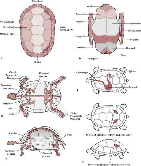 8 Comparative Anatomy - Reptiles ideas in 2021 | reptiles, anatomy ...