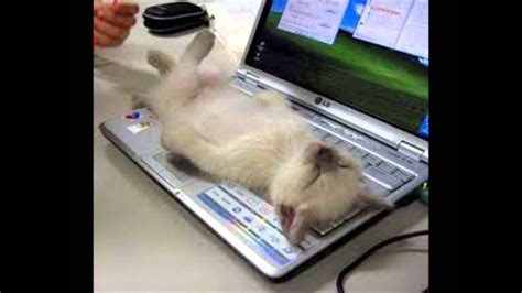 Silly CATS with/on COMPUTERS! CUTE FUNNY! KITTENS CATS silly adorable - YouTube