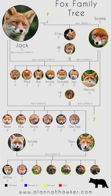 Fox Family Tree by Alannah-Hawker on DeviantArt