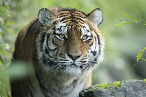 Endangered Amur tiger arrives at Marwell Zoo | MLG Gazettes