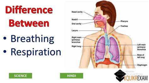 How Is Cellular Respiration Different From Breathing Explain