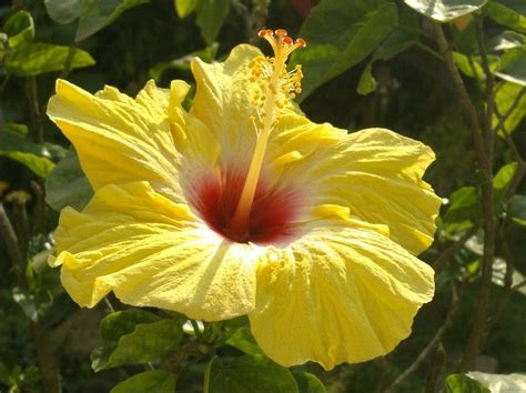 Hawaiian Flowers List And Pictures | Best Flower Site