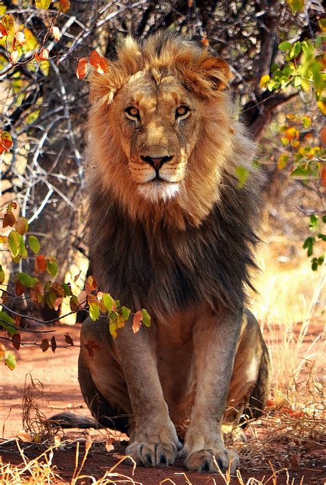 African Male Lion Sitting in Some Shade. | Male lion, Majestic animals, Lion of judah