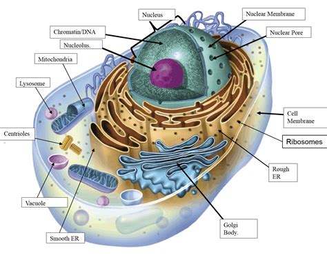 Detailed Cell Diagram