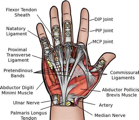 Index Finger Diagram