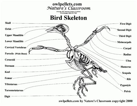 Pigeon Skeleton Diagram