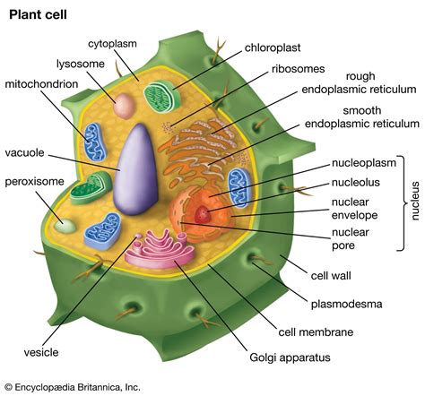 Plant Cell Structure Diagram