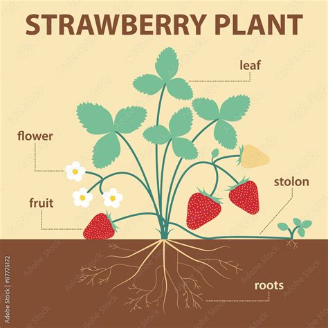Strawberry Plant Diagram