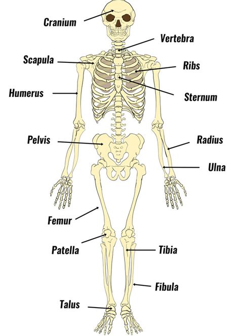 basic bone diagram 