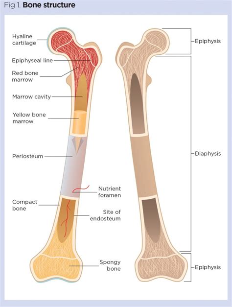 bone structure diagram 