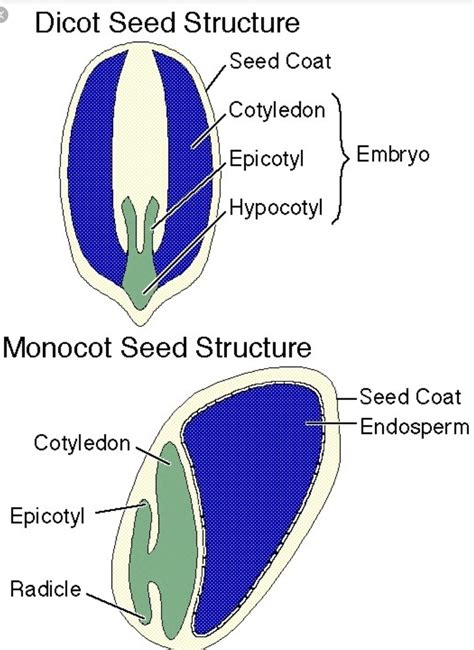dicot seed diagram and function 