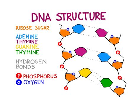dna structure diagram with caption 