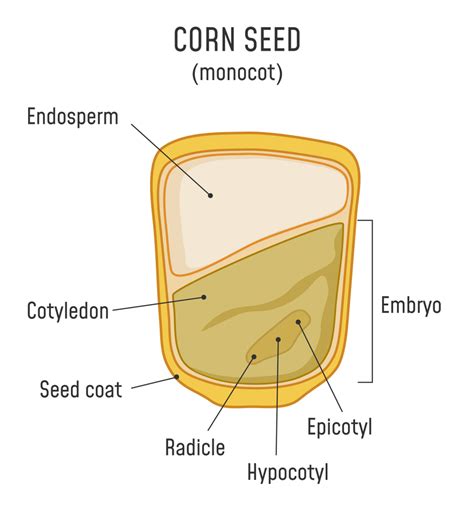 ficus seed structure diagram 