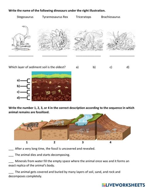 fossils diagram quiz 
