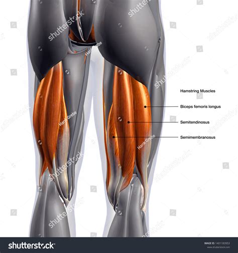 hamstring diagram 