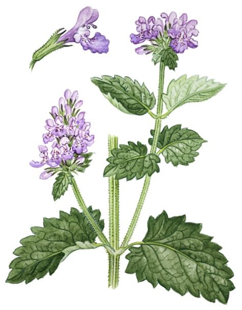 labeled diagram of catnip plant 