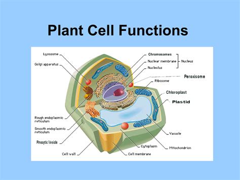 plant cell diagram labeled with functions 