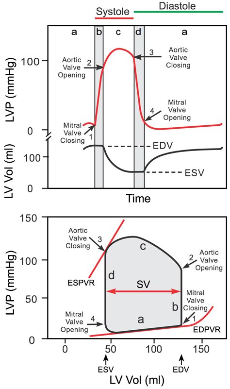 pv loop diagram 