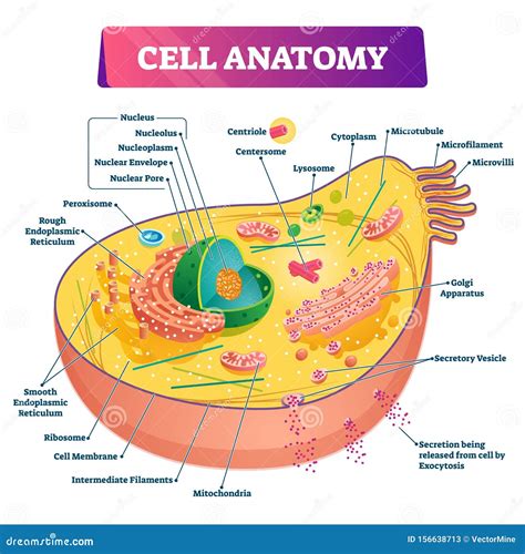 structure diagram of cell 
