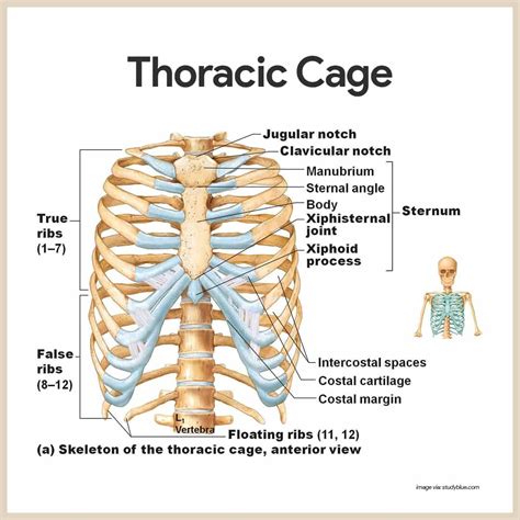 thoracic diagram to label 