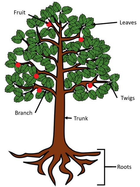 tree trunk branch diagram 