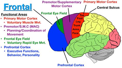 under the cortex diagram 