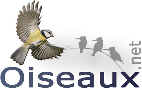 Tête de linotte Jeu de mémoire des oiseaux