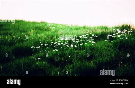 Fresh Green Field And Blue Sky In Spring Stock Video Footage Alamy