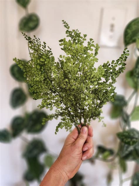 Preserved Maidenhair Fern Adiantum Luthi Real No Maintenance Bouquet