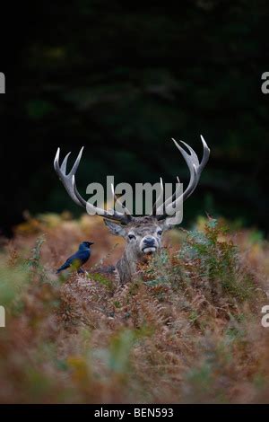 Red Deer Cervus Elaphus Stag Standing Amongst Bracken During Rutting