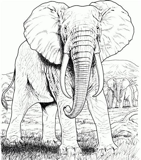 Elephant Coloring Pages For Adults Excel Web