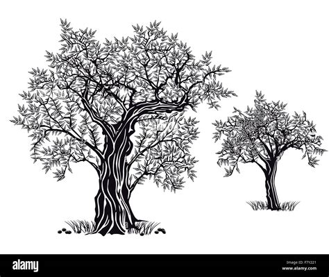 Olive Tree Trees Cut Out Stock Images Pictures Alamy