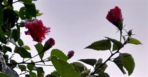 Sinais...de esperança (fotografias e interações): Flores dos meus ... 
