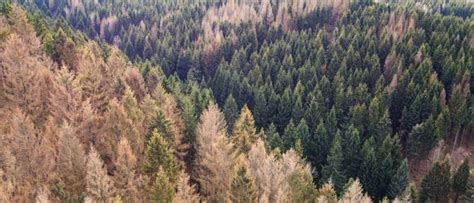 Il Bostrico Nelle Foreste Di Abete Rosso E La Fragilit Dell Ecosistema