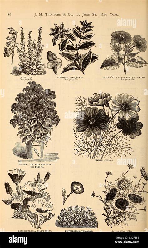 Arrangement Features Detailed Depictions Of Leaves Hi Res Stock