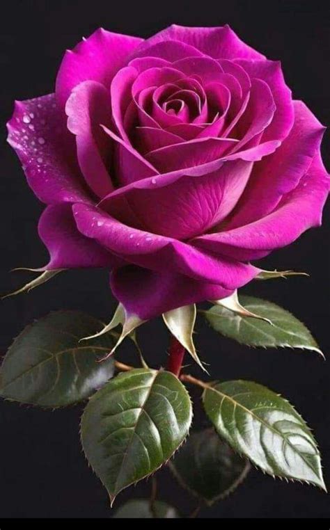 Pin By Fatma L N On G Ller Rose Flower Pictures Beautiful Flowers