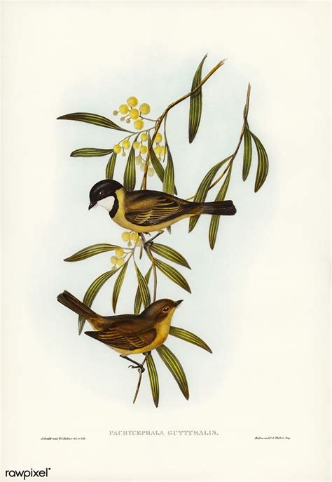 Pin By Babs Wassenaar On Elizabeth Gould Birds Of Australia