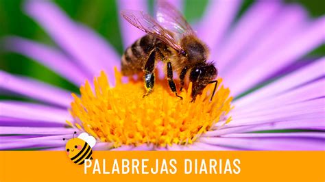 Palabrejas Diarias Combina Las Letras Para Formar Las Palabras En El