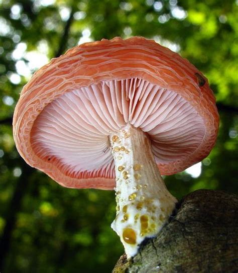 Wrinkled Peach Mushroom Rhodotus Palmatus Close Up Shot