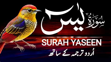 Surah Yaseen Full Surah Yasin Recitation With Hd Arabic Text