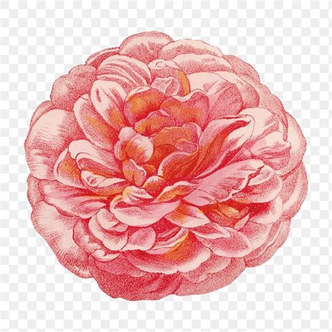 Pink Rose Vintage Flower Illustration