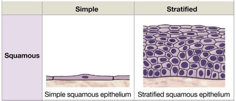 Epithelial Tissue Flashcards Quizlet