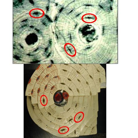 Microscopic Structure Of Bones Flashcards Quizlet