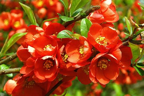 Flowers Quince Red Nature - Free photo on Pixabay