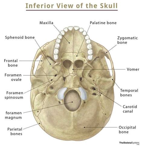 Internal Labeling Of A Skull Diagram