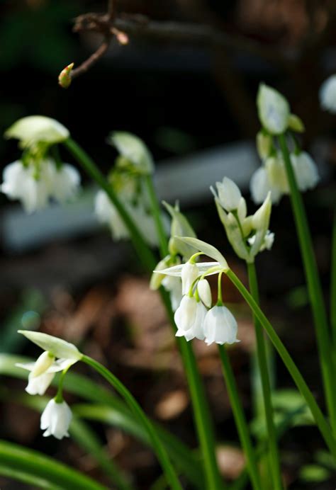 Discover The Charm Of White Flowers For Your Garden S Beauty Sa