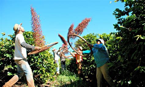 Dicas Para A Planta O De Caf Cultivo E Colheita