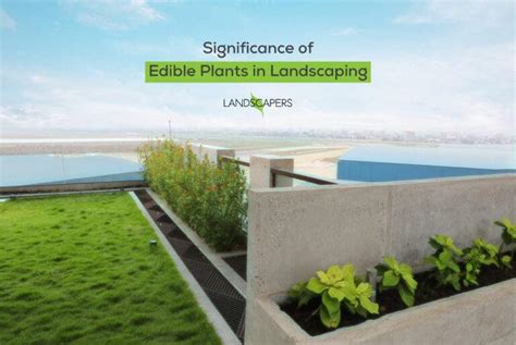 Significance Of Edible Plants In Landscaping