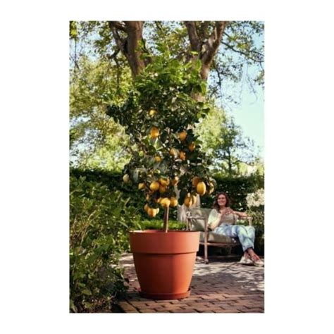 Elho Vibia Campana Pot De Fleurs Rond Marron X H Cm